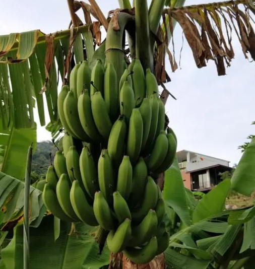 香蕉树一般生长在哪里