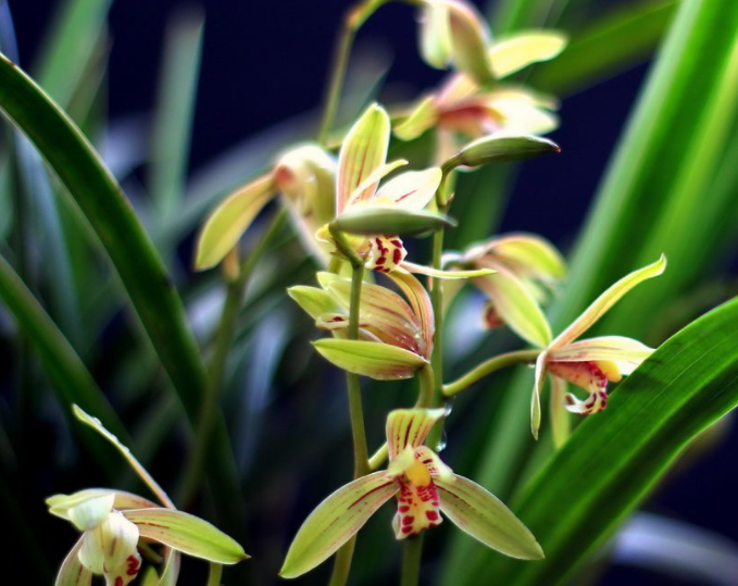 夏兰什么时候开花