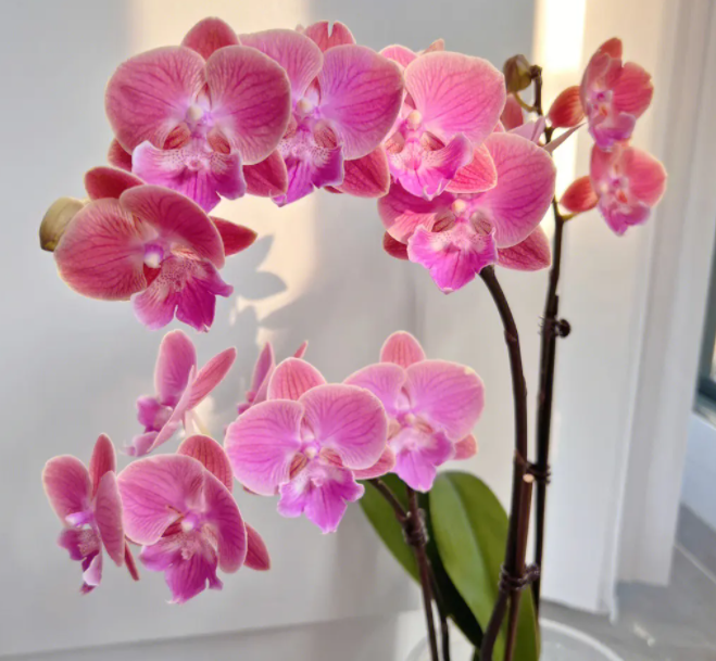 蝴蝶兰开花的时候要注意什么