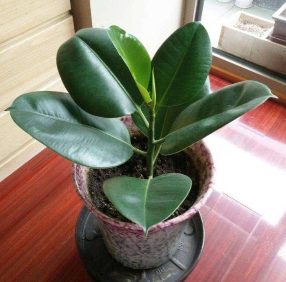 橡皮树是喜水植物吗