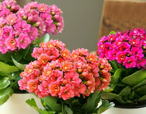 长寿花8月份能修剪吗