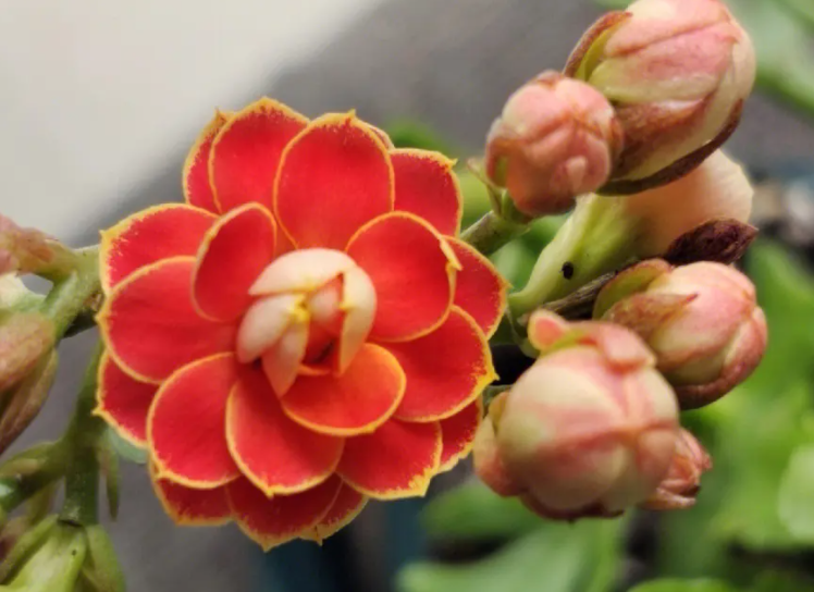 长寿花为什么不开花