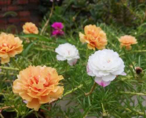 太阳花的扦插方法与时间是什么呢