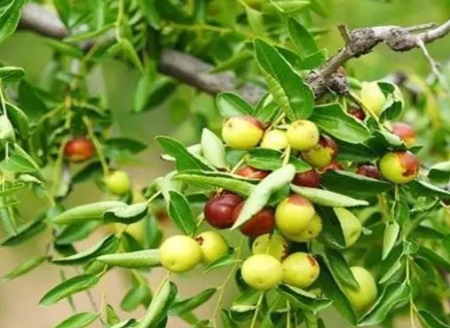 枣树的生长特性和气候如何呢