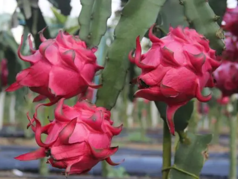 火龙果用什么肥可以促进开花