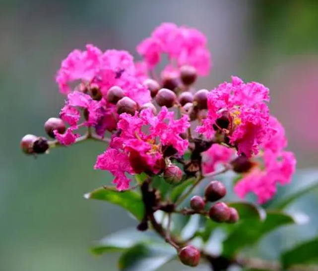 紫薇花能扦插吗？