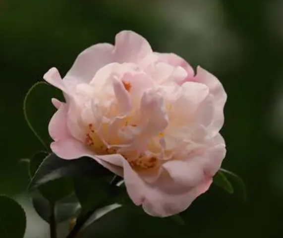 茶花适合盆栽还是地栽