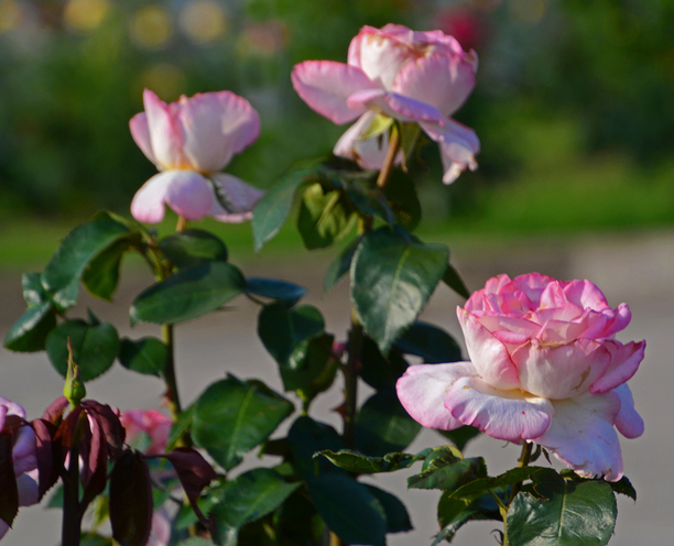 月季花树喜欢阳光吗