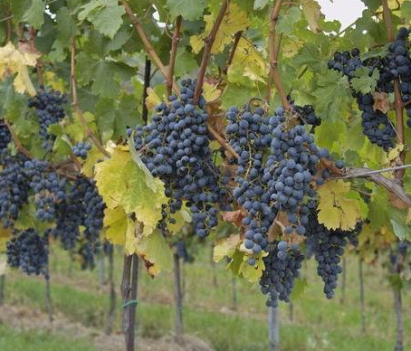 最容易扦插的十种果树分别是什么呢