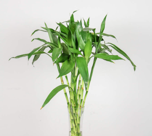 旺宅又旺财的4种花会是什么呢