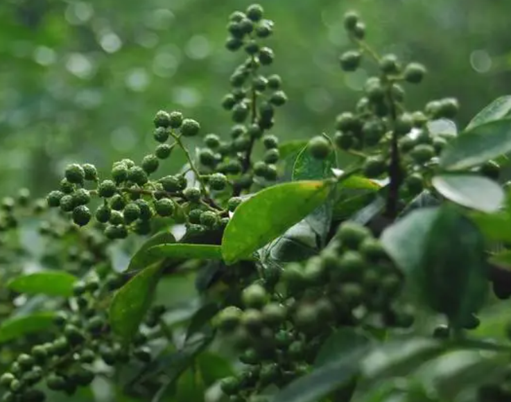 花椒的种植技术是什么呢
