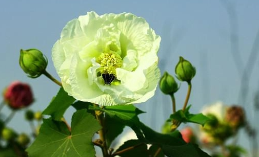 芙蓉花叶面能喷水吗