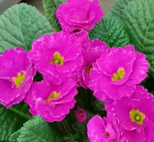 报春花有哪几种