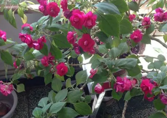 水梅花什么时候剪枝最好