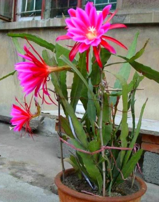 令箭花怎么才能开花多