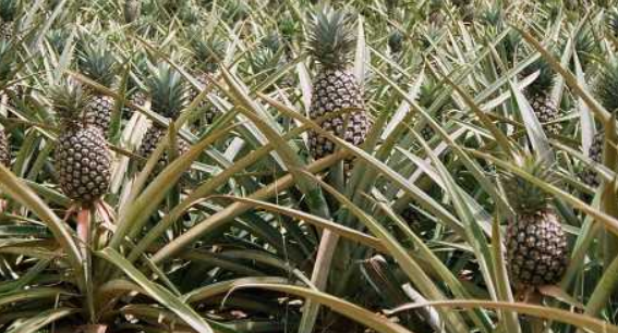 菠萝树的寿命有多长