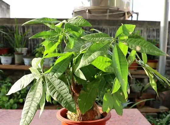 发财树喜欢阳光吗喜欢浇水吗