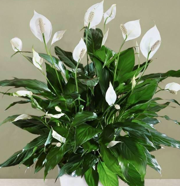 一帆风顺花多少天浇一次水