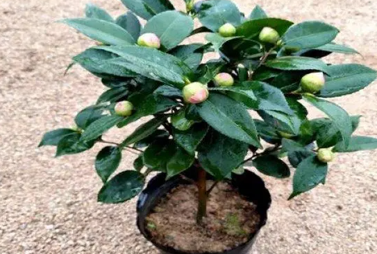 茶花种深点的花盆还是浅点