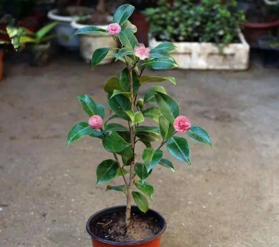 茶花播种的方法和时间