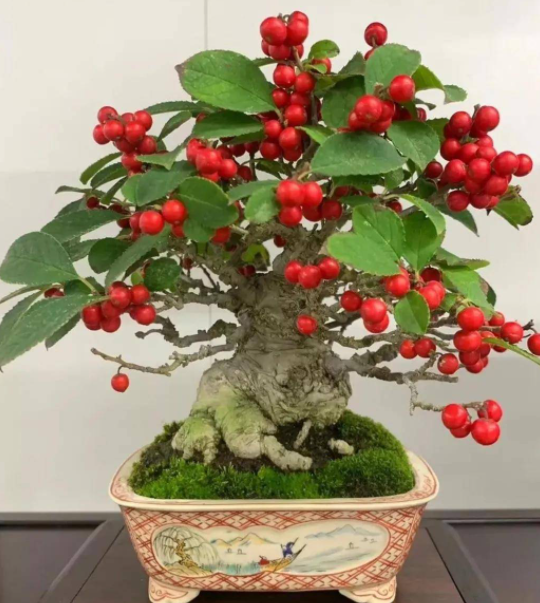 山楂树盆栽怎样才能结果