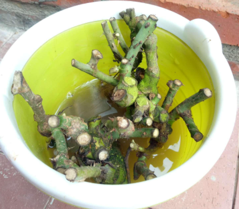 玫瑰花用水泡几天生根