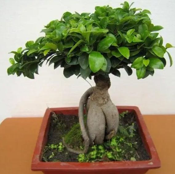 榕树盆景可以放在大门口吗