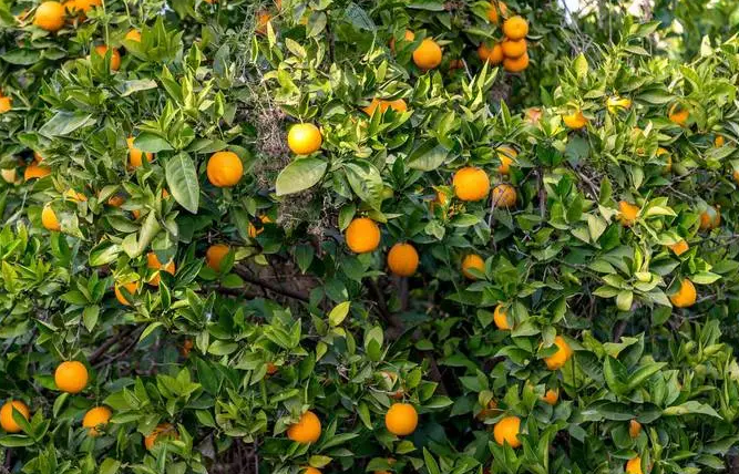 橘子树需要怎样的阳光