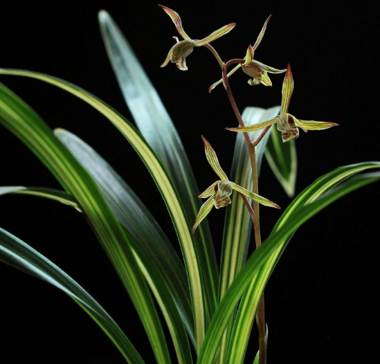 兰花移盆后如何浇水