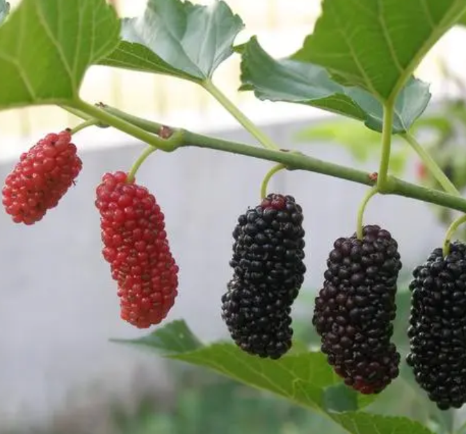 桑树施尿素可以吗