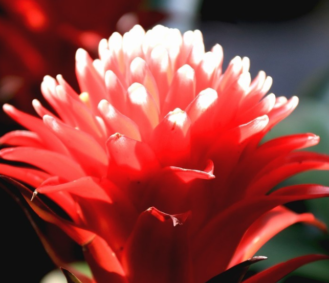 凤梨花分株后多久开花