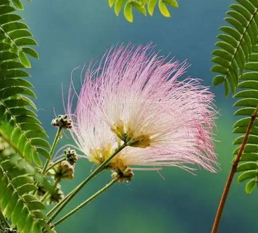 合欢树的种植方法