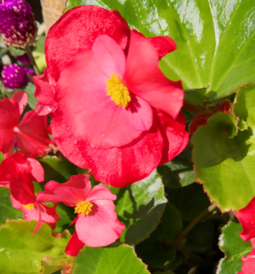 玻璃海棠花的扦插方法