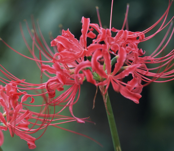 为什么有人喜欢彼岸花