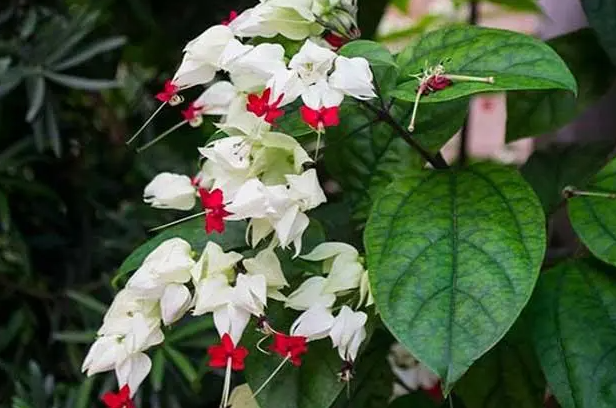 龙吐珠花的风水作用