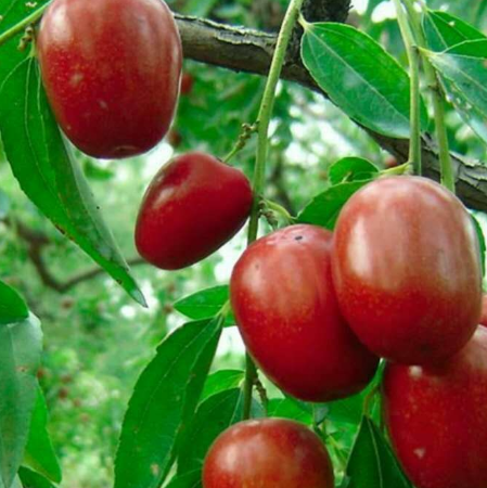 枣树多长时间浇一次水