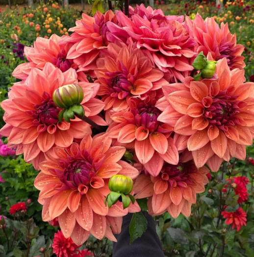 嘉宝果要开花的前兆