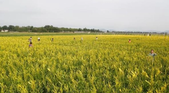 黄花菜种植每亩利润有多少