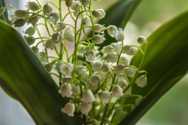 铃兰花种植时要注意什么