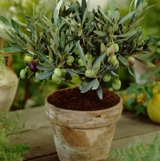 盆栽橄榄树会结果吗
