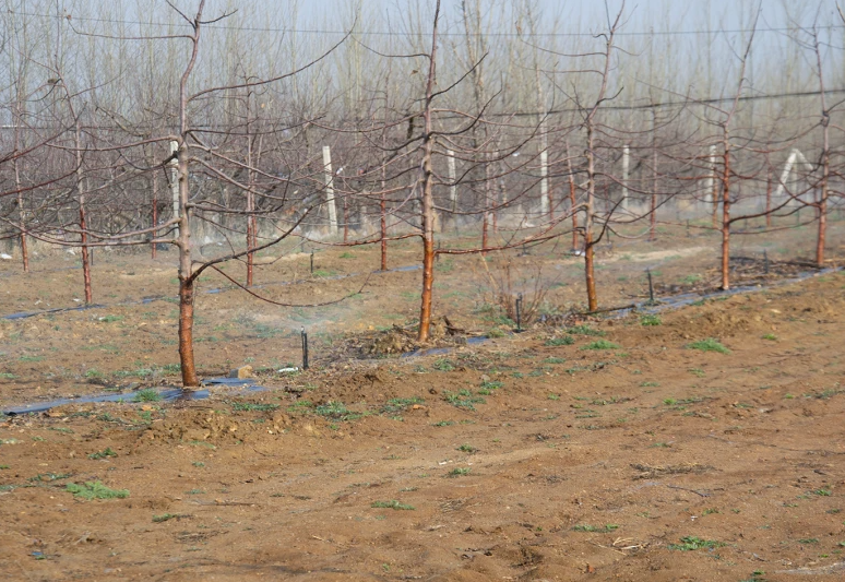 苹果树需要浇冻水吗