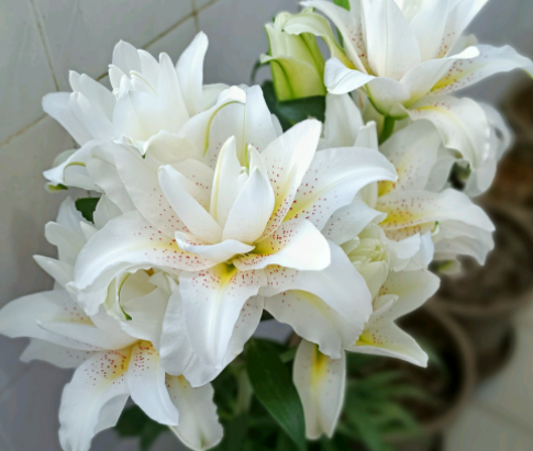 百合开花后怎么处理