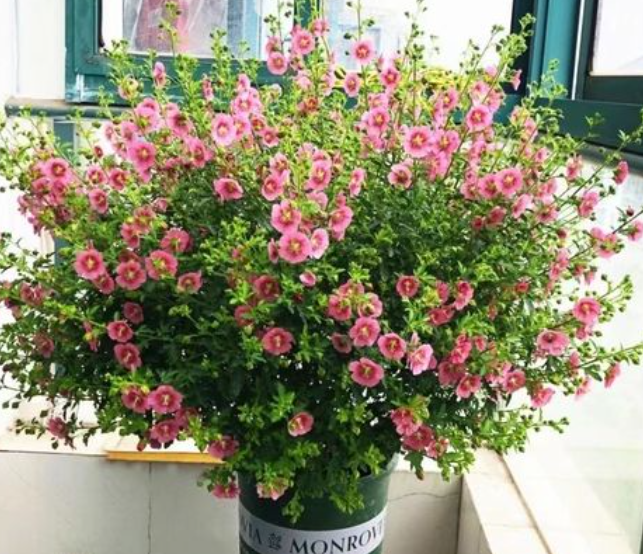 盆栽木槿花养殖方法是什么呢