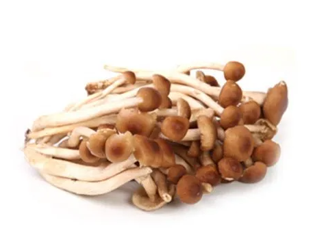 茶树菇生长在什么地方