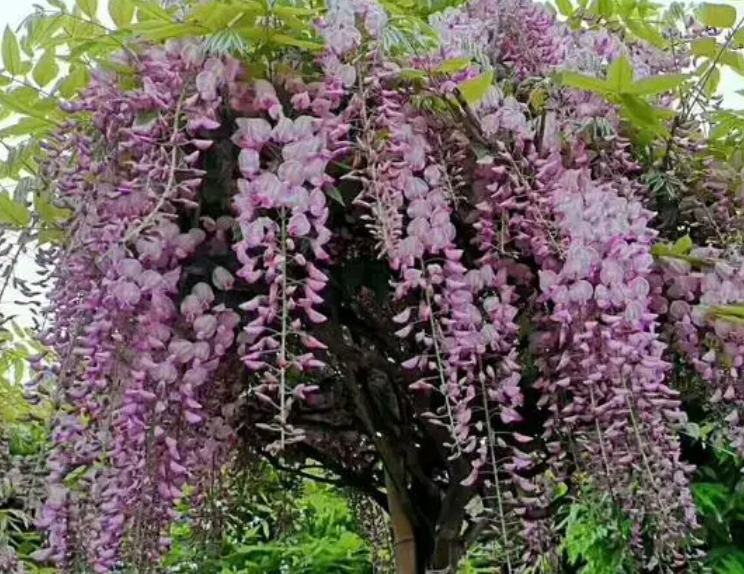 庭院种紫藤好还是木香花好