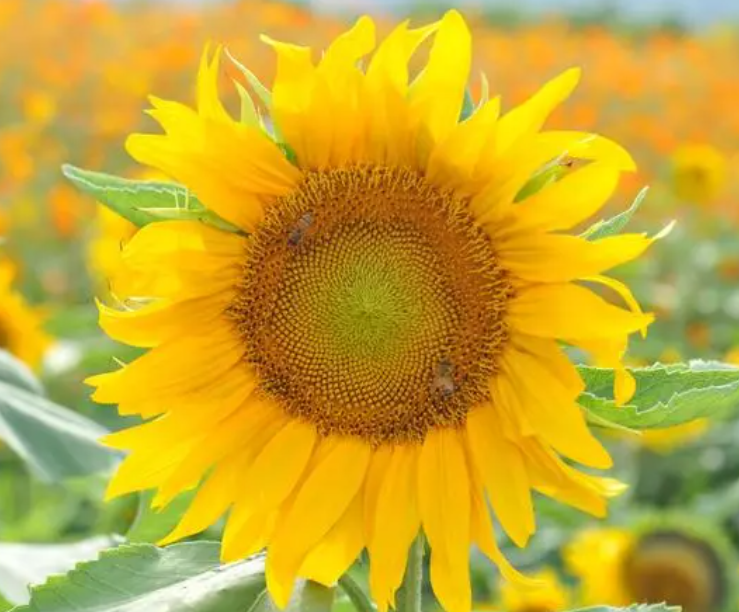 向日葵发芽后多久开花