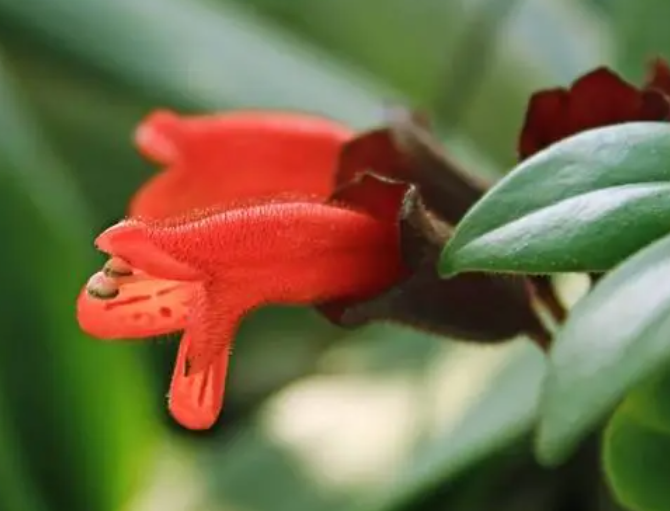 口红花浇水的正确方法是什么呢