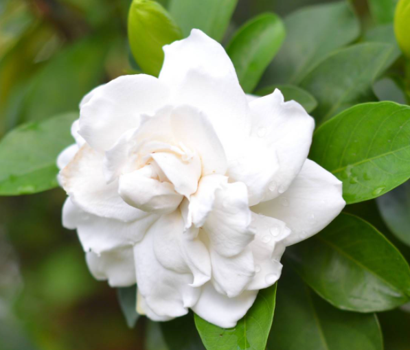 栀子花催花小技巧是什么呢