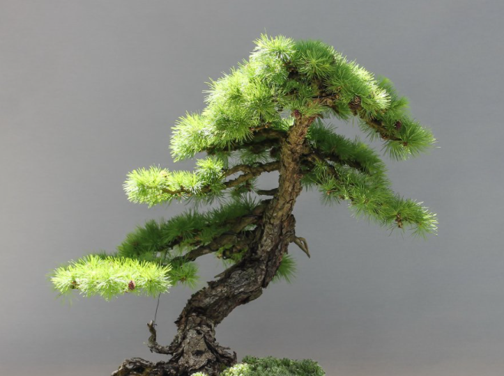 松树盆景用深盆还是浅盆好