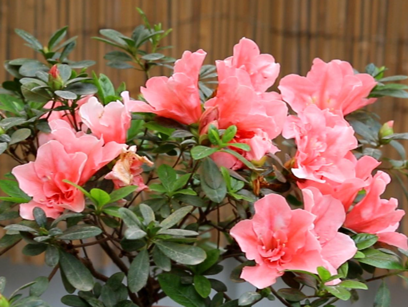 杜鹃花几天浇一次水合适